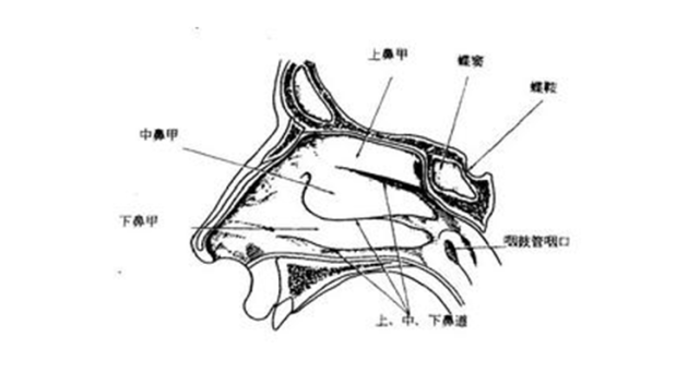 解释:下鼻甲主要由内侧黏膜层,下鼻甲骨以及外侧黏膜层三个部分构成