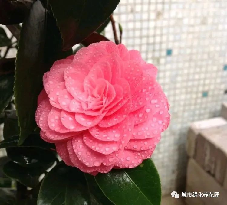 十八学士茶花现在才抽芽还会开花吗 开花出现大小年 怪你太贪心 腾讯新闻