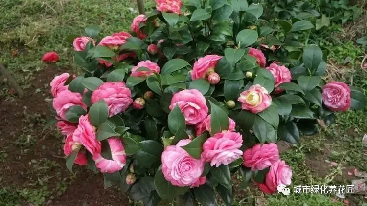 十八学士茶花现在才抽芽还会开花吗 开花出现大小年 怪你太贪心 腾讯新闻