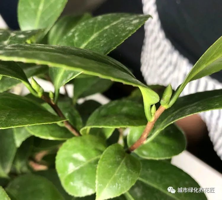 十八学士茶花现在才抽芽还会开花吗?开花出现大小年,怪你太贪心