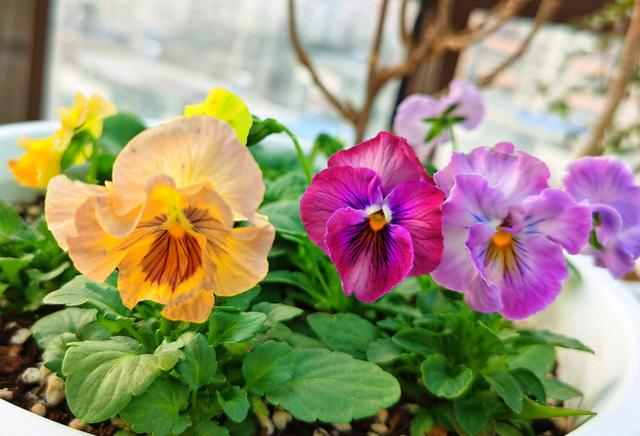 5种花不怕冷 现在种一盆 秋冬春三季有花看 腾讯网