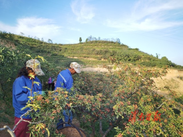韩城花椒丰产丰收