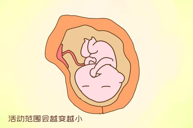 怀孕到这一孕周，胎位基本上就稳定了