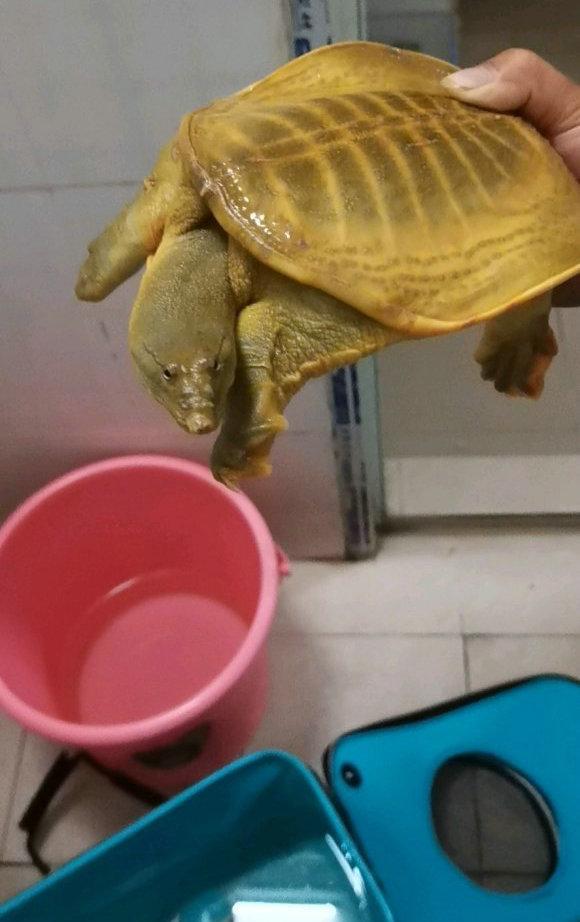 甲鱼成精了邕江钓起罕见黄金鳖全身金黄有人2千欲买