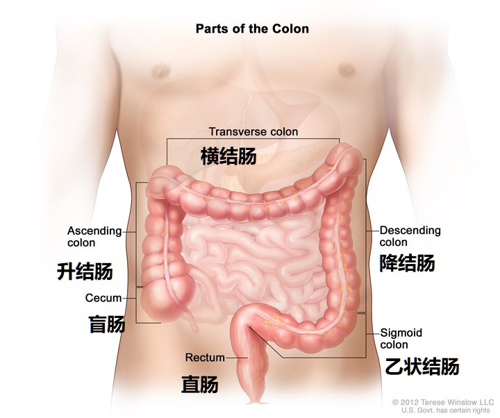 查德维克·博斯曼|说一说最近“大热”的结肠癌