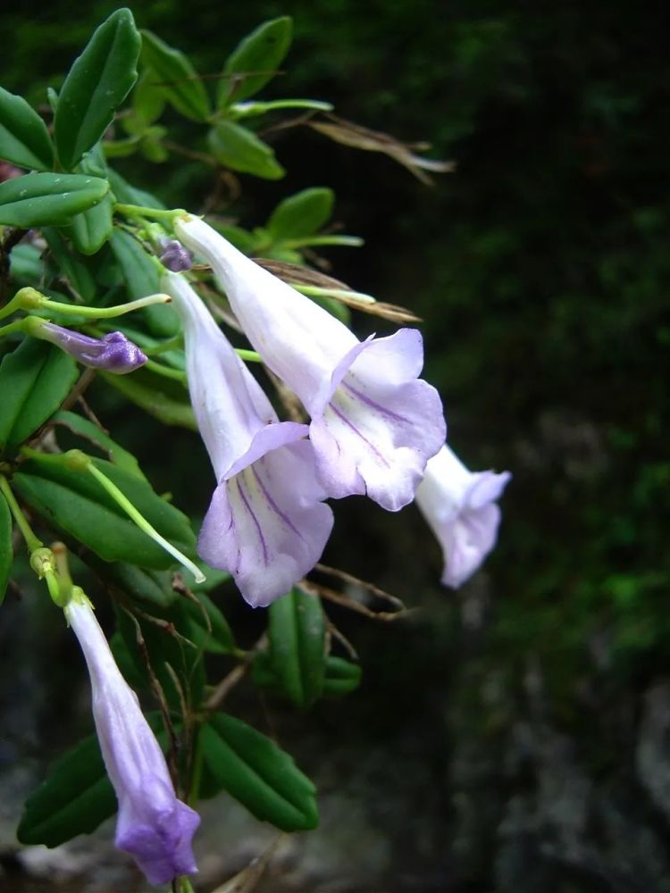 浙江野花看过来