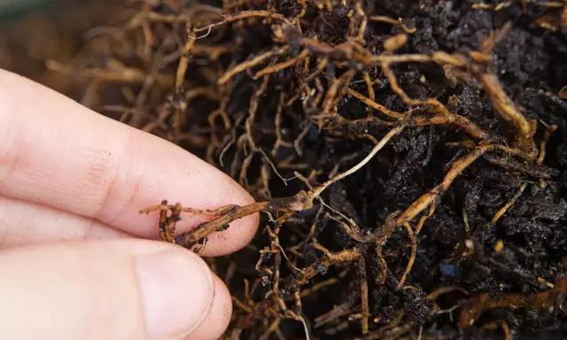 农业助手 企鹅号 分享 评论 0 根系是作物的重要器官,别看它深埋地下