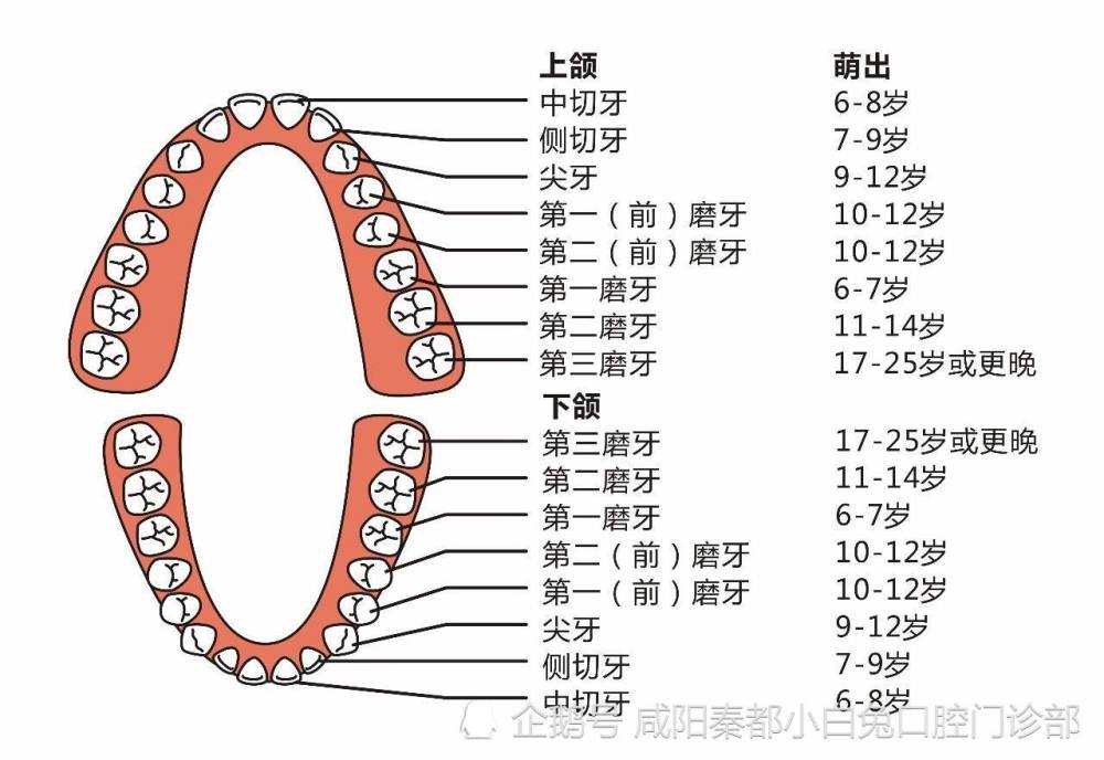 就是分別位於上下左右四個位置的第三磨牙