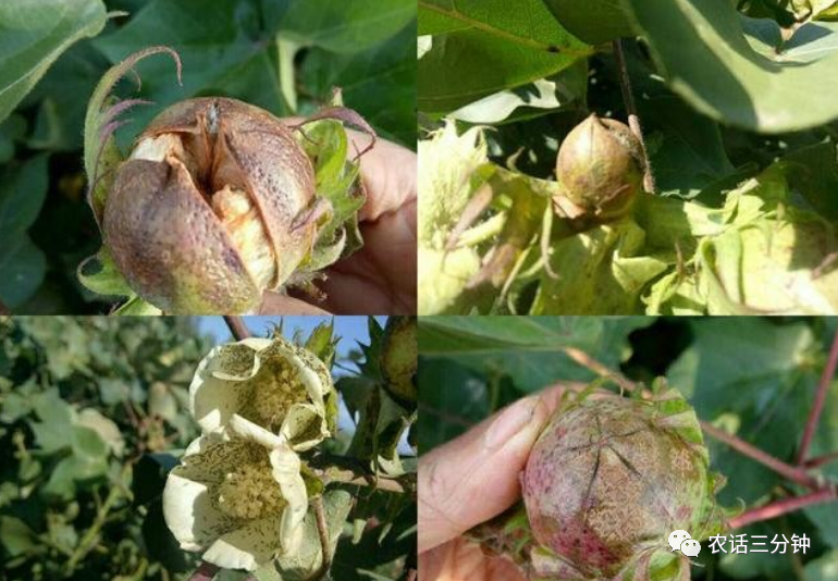 本来这块棉花可以收500公斤的产量结果