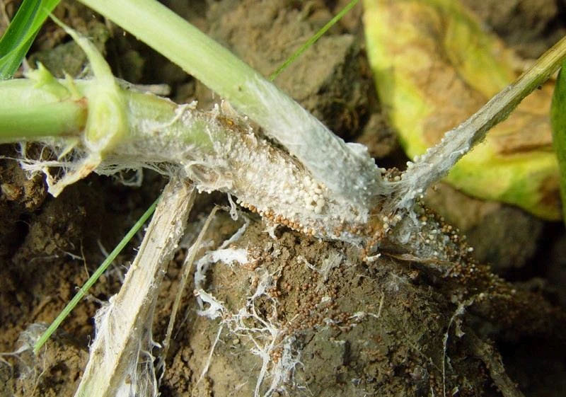 马铃薯晚疫病卵菌病害中最重要的三种类型分别是霜霉病,疫霉病和腐