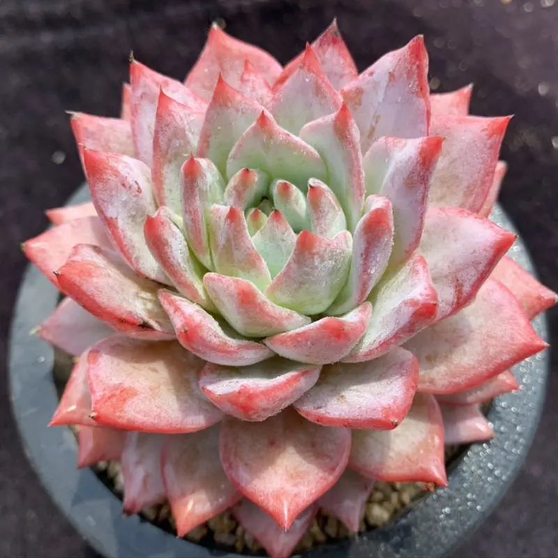 厚叶蓝鸟一种粉色系多肉植物,上色后粉嘟嘟的,植株肥厚多汁好养