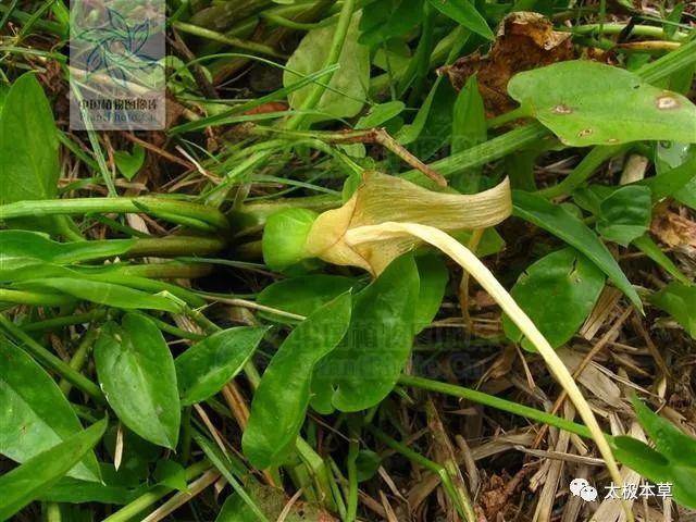 半夏|水半夏，见过吗？燥湿化痰，止咳。用于咳嗽痰多、支气管炎