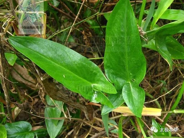 半夏|水半夏，见过吗？燥湿化痰，止咳。用于咳嗽痰多、支气管炎