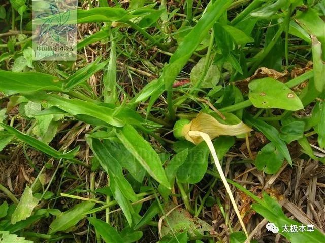 半夏|水半夏，见过吗？燥湿化痰，止咳。用于咳嗽痰多、支气管炎