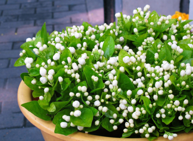 养花浇水惯用的 3种水 以为有养分但是越浇越差 我全占了 花卉 自来水 淘米水