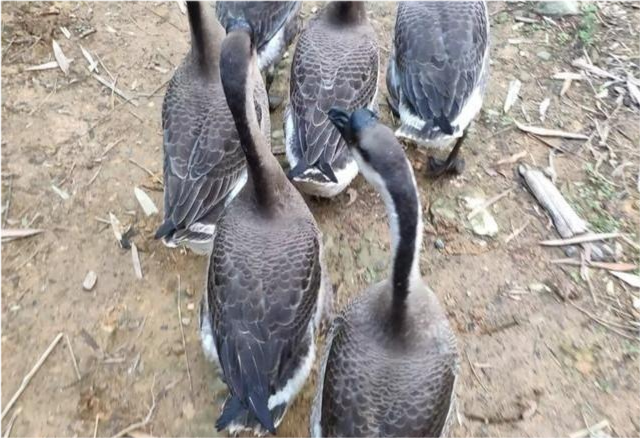 果园|果园养鹅除草可行吗，有哪些利弊？看看专业人士的说法