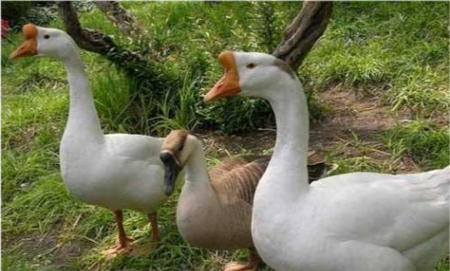 果园|果园养鹅除草可行吗，有哪些利弊？看看专业人士的说法
