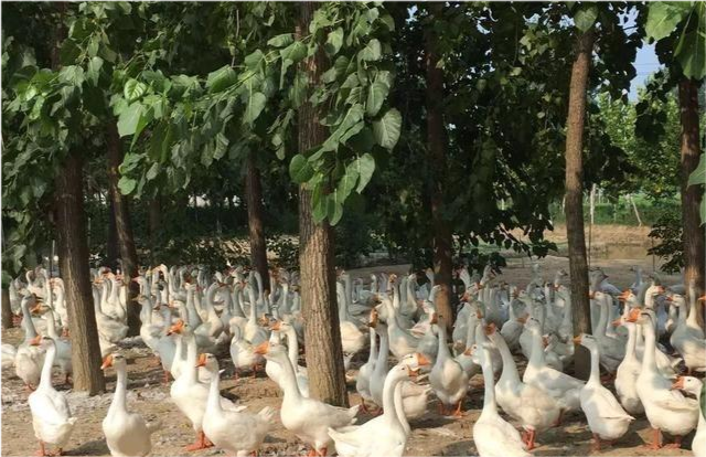 果园|果园养鹅除草可行吗，有哪些利弊？看看专业人士的说法