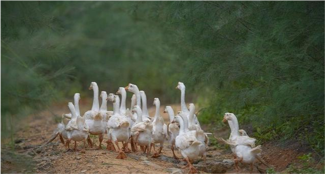 果园|果园养鹅除草可行吗，有哪些利弊？看看专业人士的说法