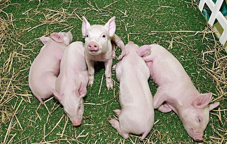 美猪只是刚开始,美国正在对台湾进行"覆盖性利用"