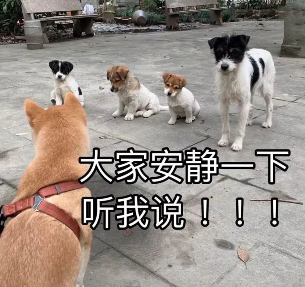 刘诗诗|屠天涯，炸贴吧，热搜全让路，也就85花互撕能做到了