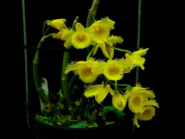 苏瓣石斛和长苏石斛的鉴赏辨识与保护现状 腾讯网