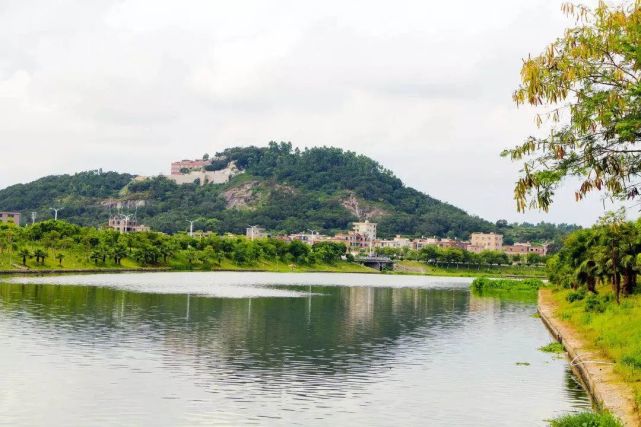 黄塘镇|惠安县|官溪村|余甘果|紫山镇