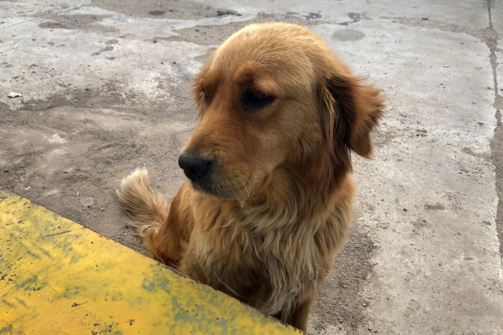 偏远村庄偶遇流浪金毛,为求生竟疯狂追车,金毛:我想有个家