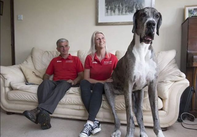 世界上最大的犬种 最高的和姚明一样高 犬种 爱尔兰猎狼犬 大丹犬 高加索犬 圣伯纳犬 姚明