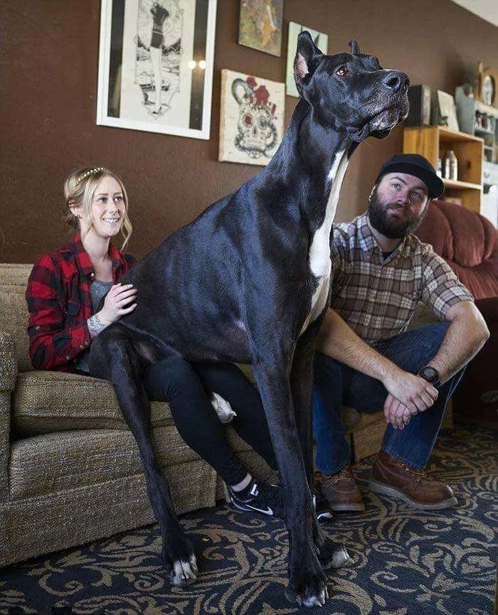 世界上最大的犬种 最高的和姚明一样高 腾讯新闻