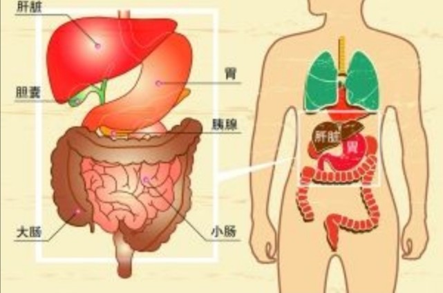 肝胆肠胃分布图图片