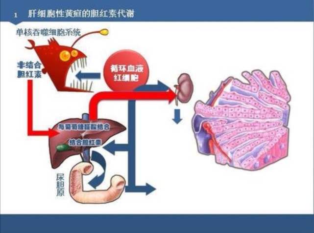 肝细胞卡通图片
