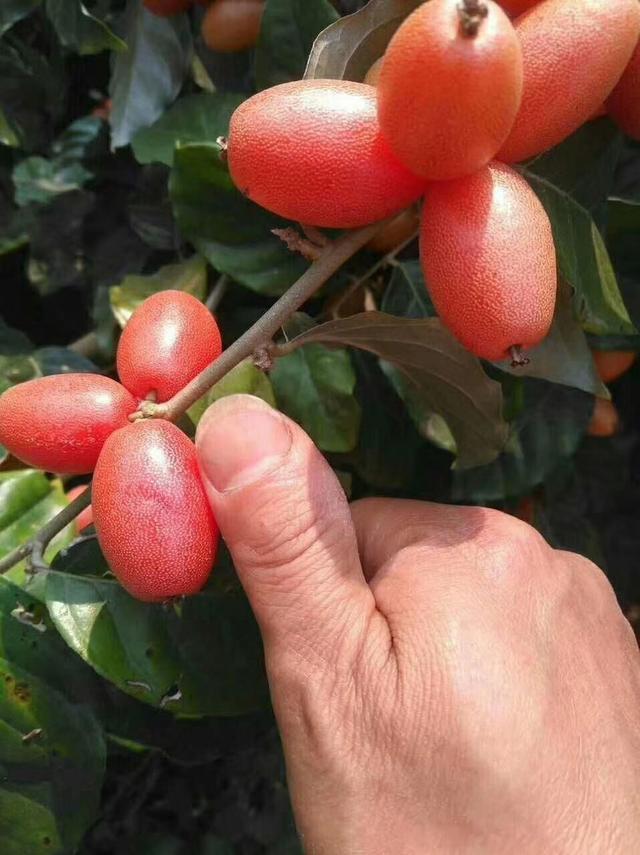 其实只要是吃过牛虱子果的朋友们,都应该知道这种小野果也不能小瞧了