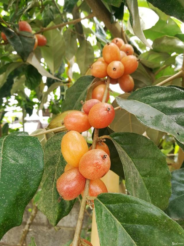 小时候农村娃爱吃,如今成网红"牛奶咪"|羊奶果|野果|攀援植物|野果子