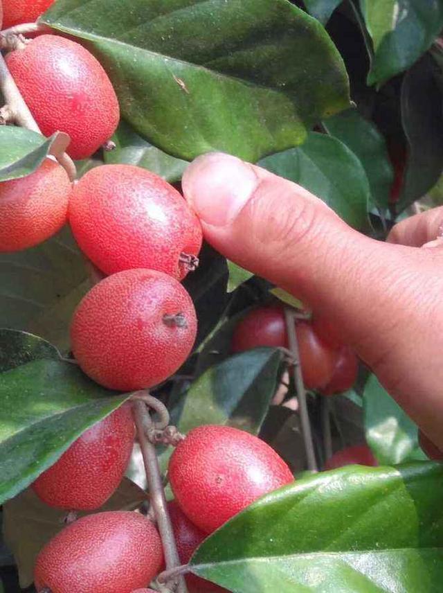 小时候农村娃爱吃,如今成网红"牛奶咪"|羊奶果|野果|攀援植物|野果子