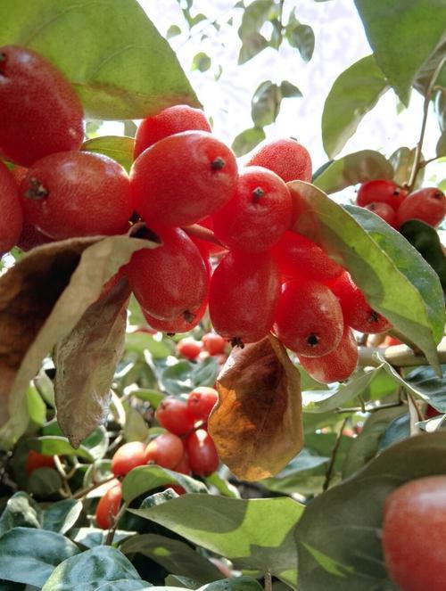 野外1种牛虱子果小时候农村娃爱吃如今成网红牛奶咪