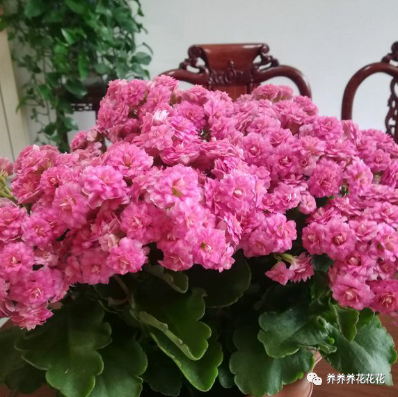 长寿花|长寿花九月给它“贴秋膘”，十月就能开满花，持续开花200天