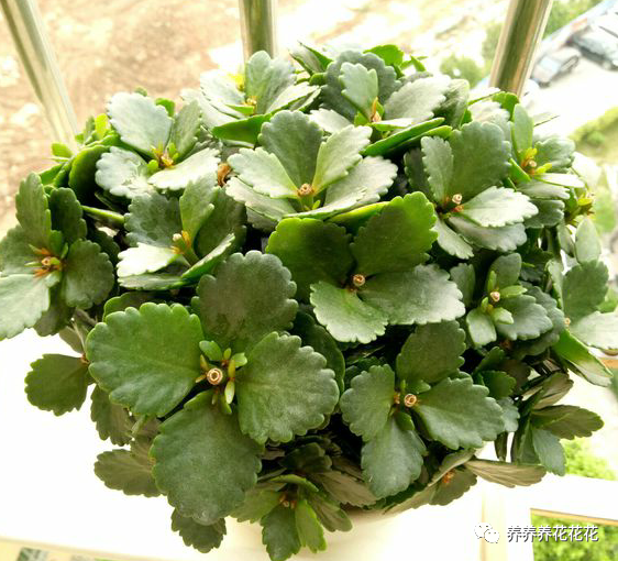 长寿花|长寿花九月给它“贴秋膘”，十月就能开满花，持续开花200天