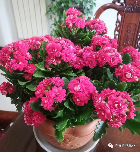 长寿花|长寿花九月给它“贴秋膘”，十月就能开满花，持续开花200天