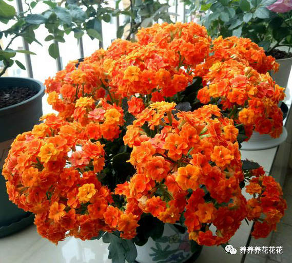 长寿花|长寿花九月给它“贴秋膘”，十月就能开满花，持续开花200天