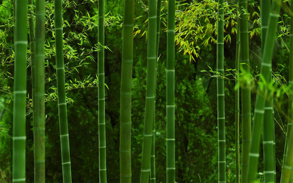 词牌|从赏析《定风波》想到的——超快词牌创作之策略