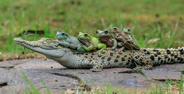 青蛙|确定了！消失52年的青蛙重现地球，灭绝生物再现能科学解释吗？