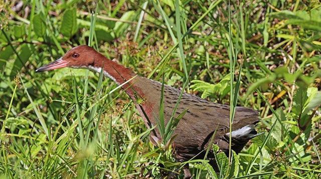 青蛙|确定了！消失52年的青蛙重现地球，灭绝生物再现能科学解释吗？