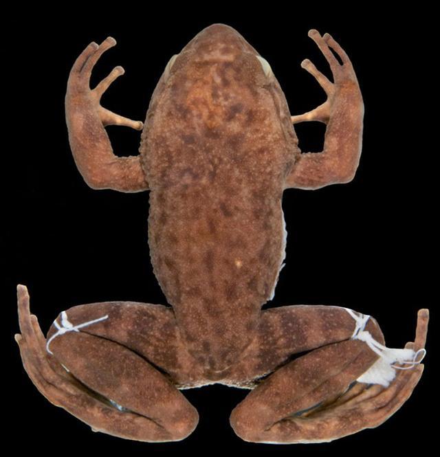 青蛙|确定了！消失52年的青蛙重现地球，灭绝生物再现能科学解释吗？