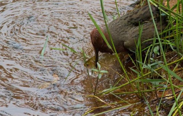 青蛙|确定了！消失52年的青蛙重现地球，灭绝生物再现能科学解释吗？