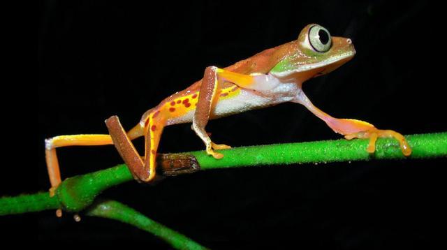 青蛙|确定了！消失52年的青蛙重现地球，灭绝生物再现能科学解释吗？