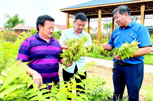 平度古峴一里村一把香椿芽七十二變村民靠它富了起來