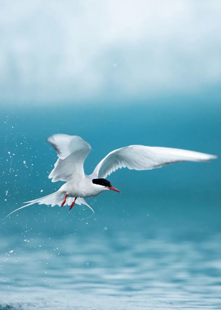 一场迁徙而已为何如此悲壮