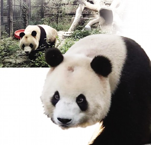 北京动物园的网红大熊猫福星最近有了新烦恼:突然头秃