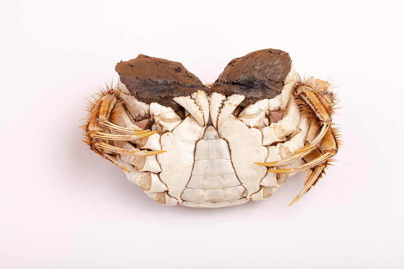 买螃蟹时,挑公的还是母的?老渔民:区别很大,2处地方是关键_腾讯新闻